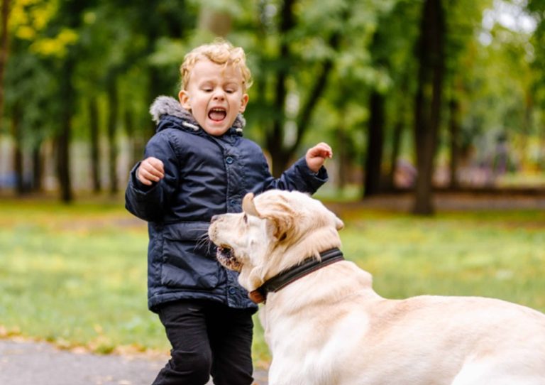 Dog Bite Damages